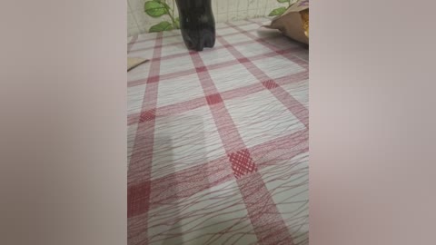 paratutt free recording from 2026-04-14 02:03:00