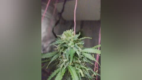 johnyfenomet2 free recording from 2024-11-09 02:20:00