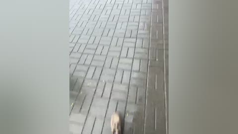 lissazmark2 free recording from 2024-11-24 09:41:00