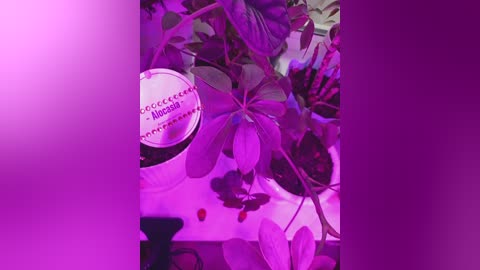 hotpepper_sweetpepper free recording from 