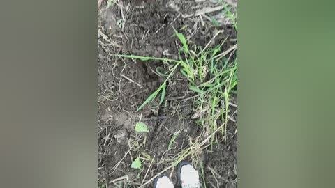 luckystar free recording from 2025-06-04 17:20:00