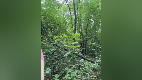 babydarii free recording from 