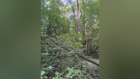 babydarii free recording from 