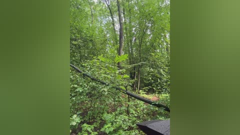 babydarii free recording from 