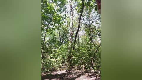 crazy_lady free recording from 