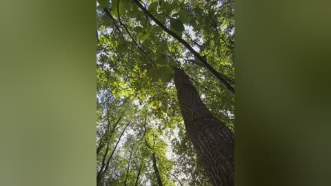 babydarii free recording from 