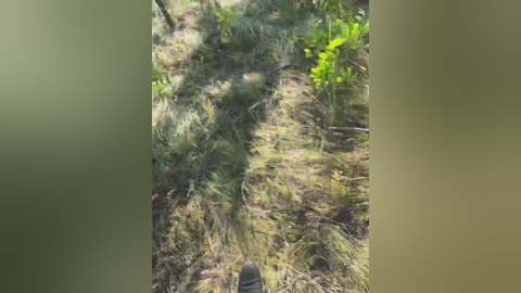 kisazlo free recording from 2025-08-16 11:04:00