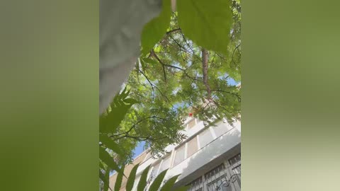 alizii free recording from 2025-08-17 13:33:00