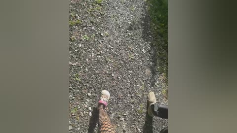 tr1xie free recording from 2025-09-16 09:58:00