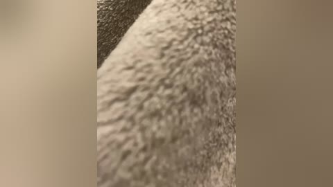 jopastayavika free recording from 2025-12-23 23:21:00