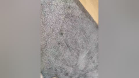 angelia22 free recording from 