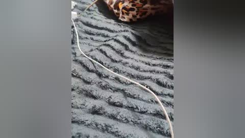 gumalis13 free recording from 2026-02-11 13:09:00