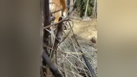 aniram2221 free recording from 2026-03-29 09:49:00