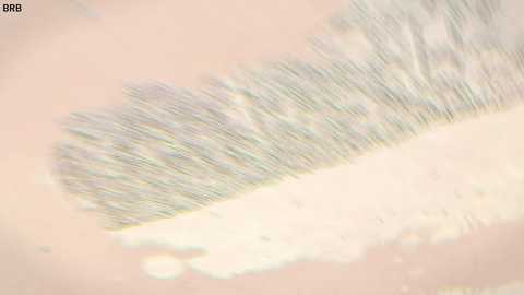 taanni free recording from 2026-04-30 02:18:00